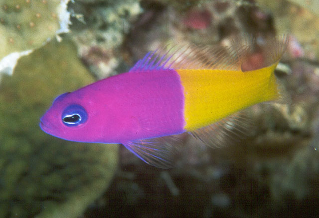 PSEUDOCHROMIS PACCAGNELAE